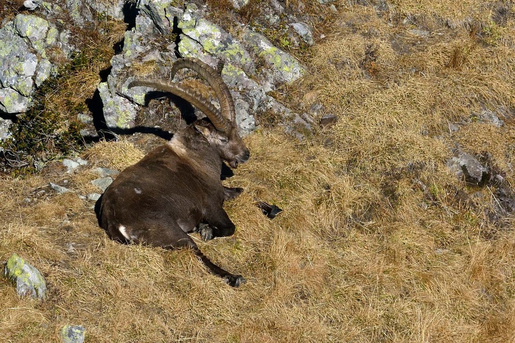 Nicolas Pirolet Sàrl Bouquetin