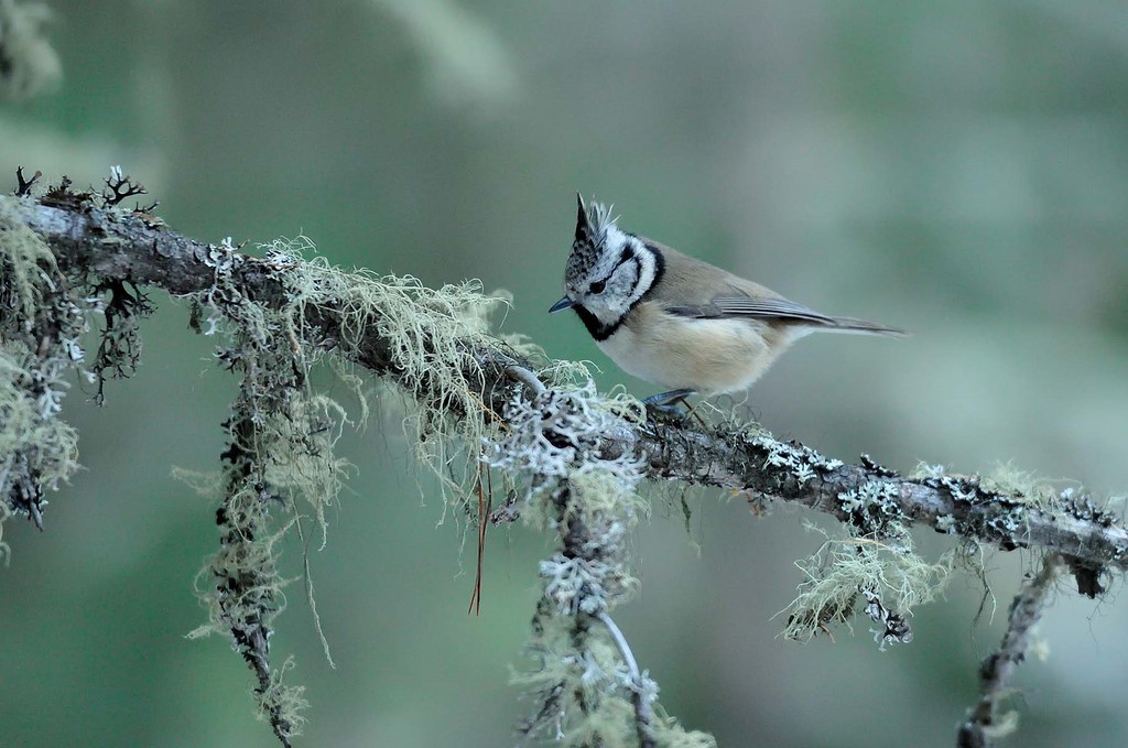 Nicolas Pirolet Mésange