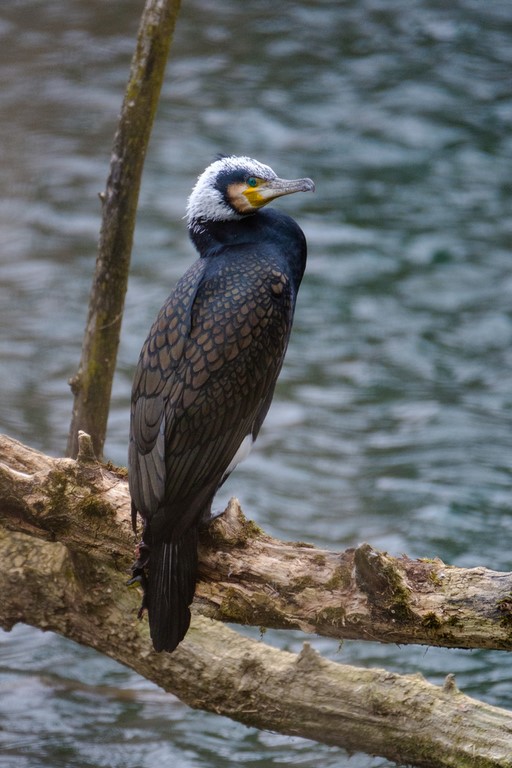Initiation à la photographie ornithologique