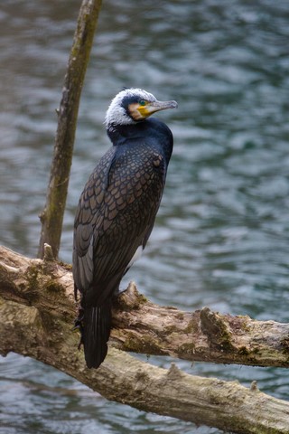 Initiation à la photographie ornithologique