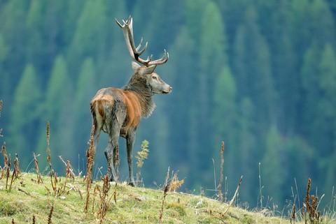 Nicolas Pirolet Sàrl Cerf